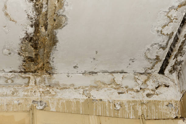 Best Attic Mold Removal  in Winner, SD