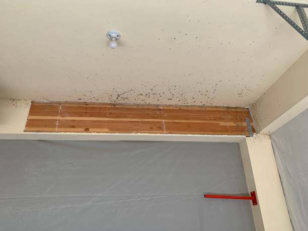 Trusted Winner, SD Mold Removal Experts